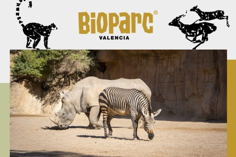 Bioparc Valencia, a new generation zoo - MPC Travel Spain